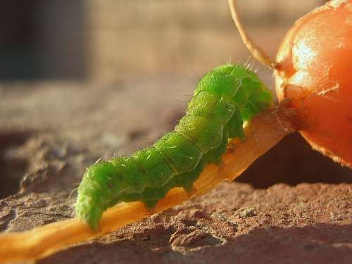 worm worm, green, insect, closeup, fruit, vegetables, n