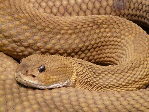 toxic rattlesnake