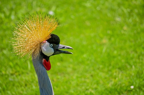 crown-headwear Profile of crowned crane
