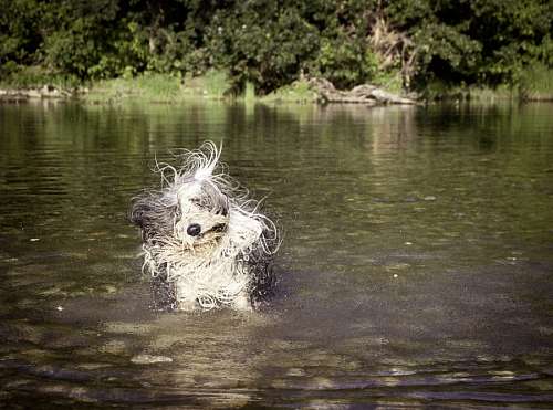drying-up dog drying