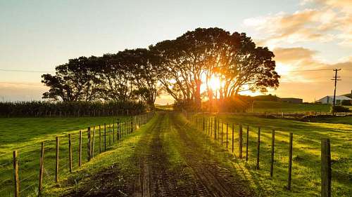 Dirt road in the field at sunset