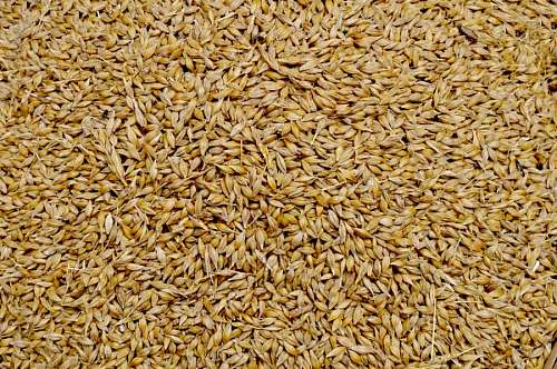 Wheat