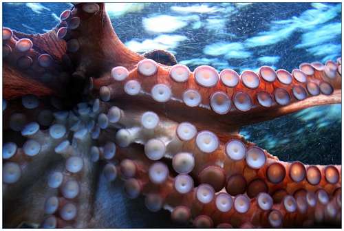 octopus Octopus
