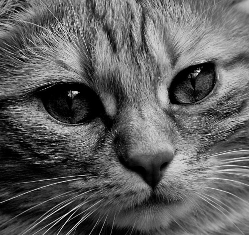  Feline portrait in black and white