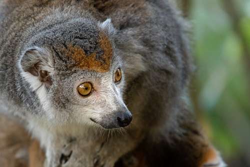 crown Lemur