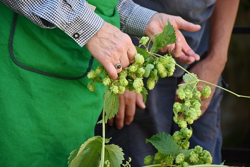 bitter Fresh Hop