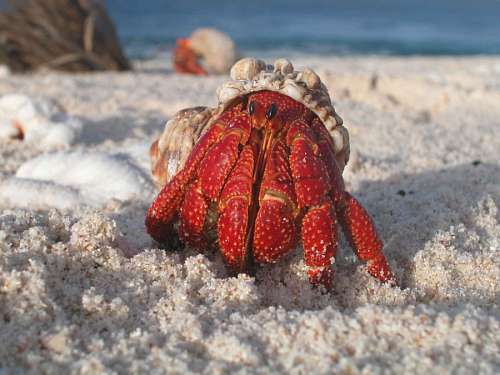 crust Hermit crab