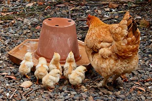 Hen and chicks