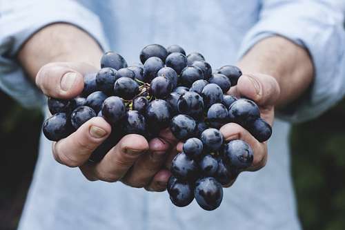 vineyard grapes