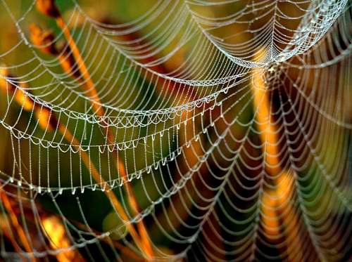 close up view of a cobweb