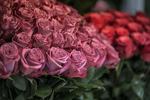 Roses