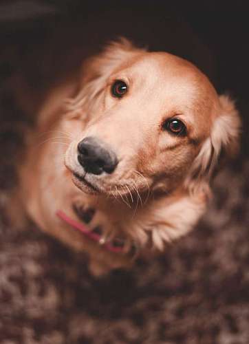 Portrait of a golden retriever looking at the camera