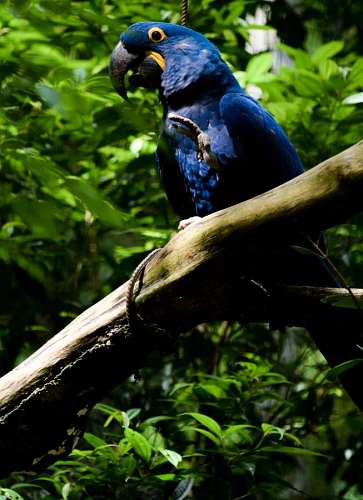 macaw Blue Macaw at Bird Park, Foz do Iguazu, Brazil