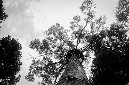 treehouse