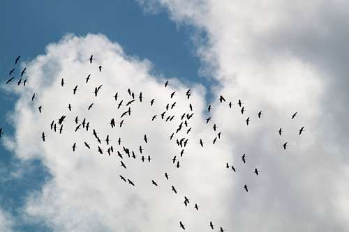 flock-gulls Flock of Birds