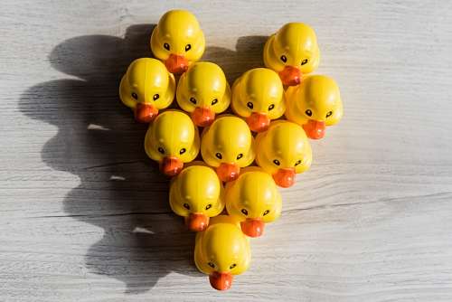 Ducks