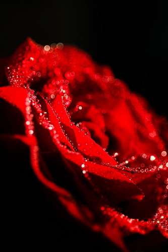 passion Red Rose with dew on black background