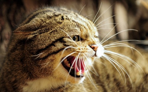 Cat enraged showing his teeth