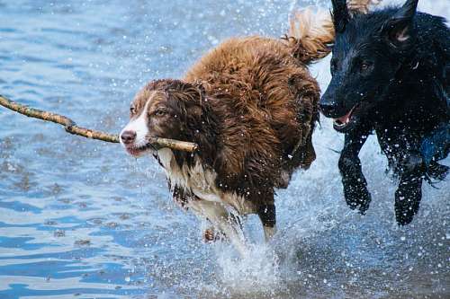 Two dog playing in the water with a wooden stick