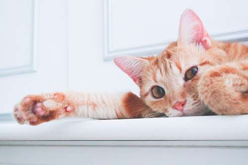 hd wallpaper cat