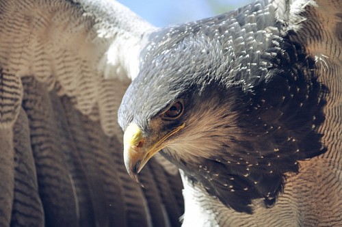 Close-up of eagle