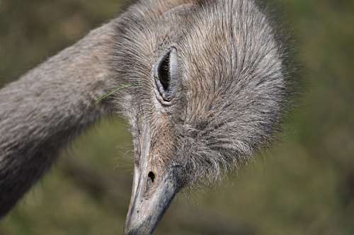 height Ostrich