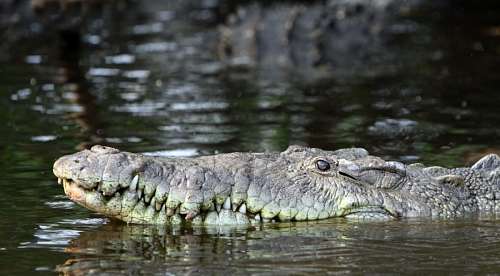 allies Crocodile