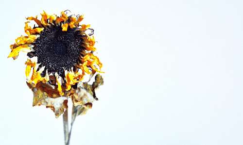 rag dry sunflower