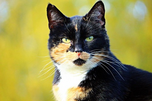 Close-up of lucky cat