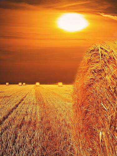bale-grass Sunset at field