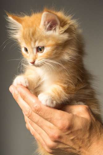 cute cat baby wallpaper