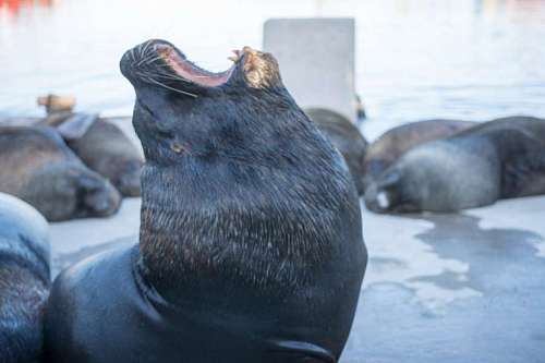 lion-head Sea lion roaring in the Port of Mar del Plata in Buenos Aires