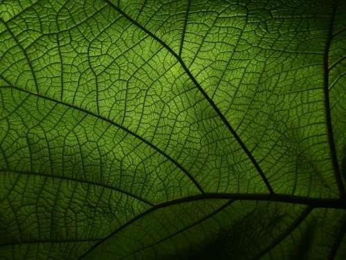 Texture of a plant leaf in the foreground