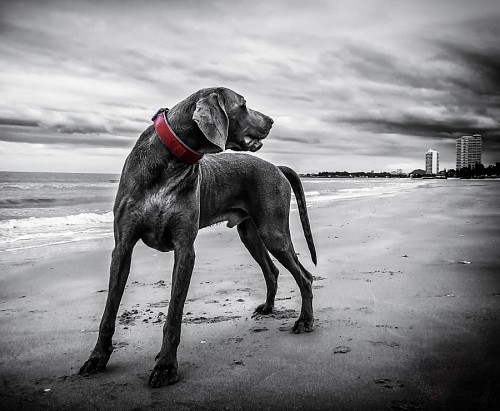 loving-couple  Weimar Braco dog in the square