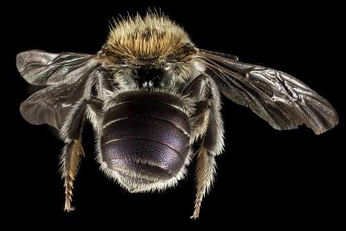 wasps bee