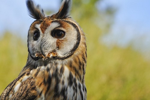 bell-tower Bell owl