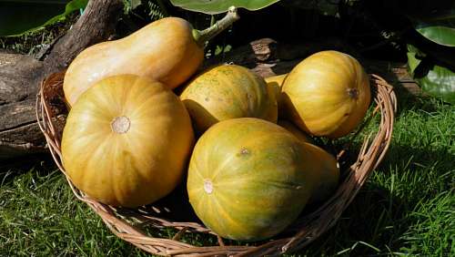 Verduras, comidas, Cosecha, Zapallo, Zapallos