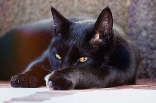 reclining Black cat