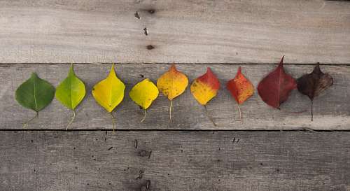 Autumn Leaves