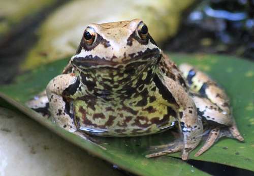 Frog