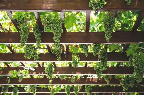 vineyard Wineyard
