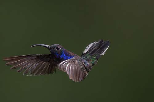 hummingbird Hummingbird