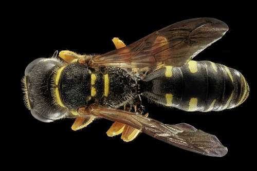 wasps wasp