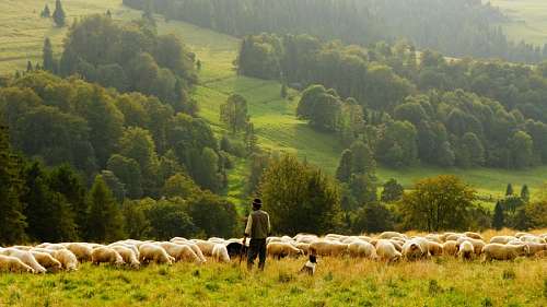 ovy shepherd