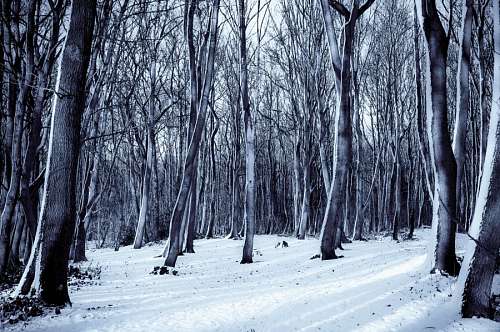 Snow Forest 