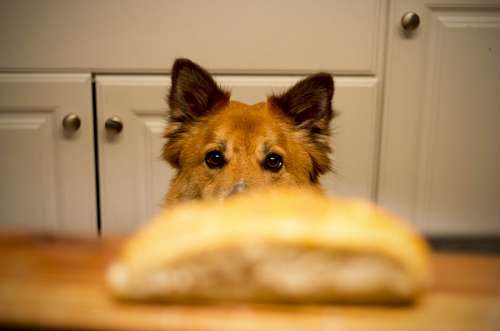 desire Dog 