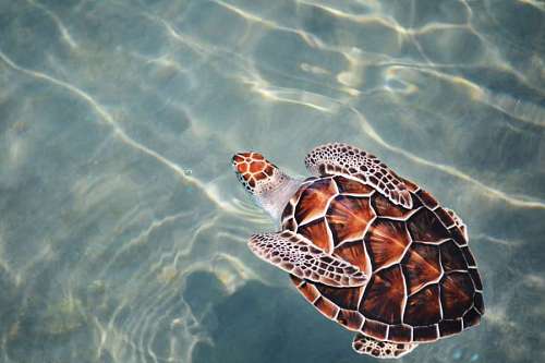 flip Sea turtle swimming in the ocean