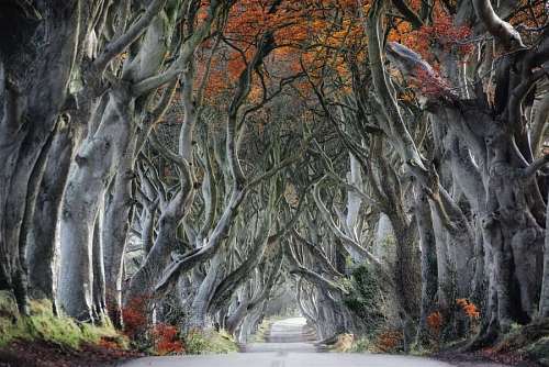 beautiful road surrounded by trees by the sides