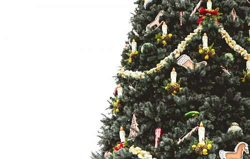 christmastime Christmas Tree with white background