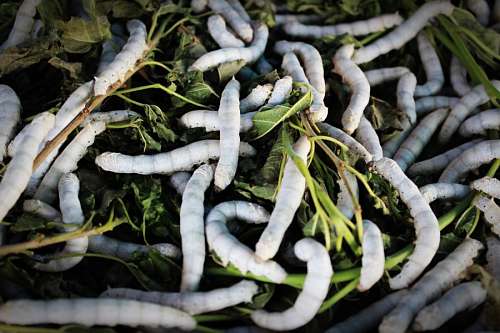 worm Caterpillar